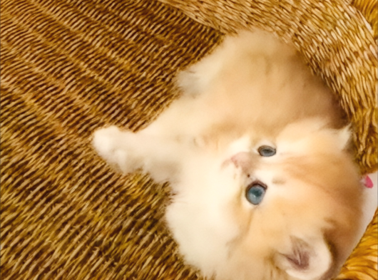 British Longhair Golden Bebek görsel