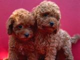 A Kalite Toy Poodle Yavrularım