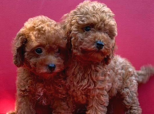 A Kalite Toy Poodle Yavrularım görsel