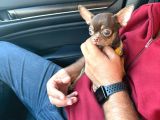 6 aylık orjinal 0 numara  erkek Chihuahua