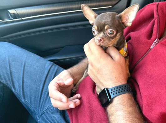 6 Aylık Orjinal 0 Numara  Erkek Chihuahua