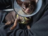 6 Aylık Orjinal 0 Numara  Erkek Chihuahua
