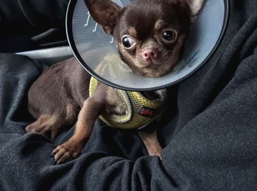 6 Aylık Orjinal 0 Numara  Erkek Chihuahua görsel