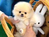 Türkiyenin En güzel Pomeranian yavruları