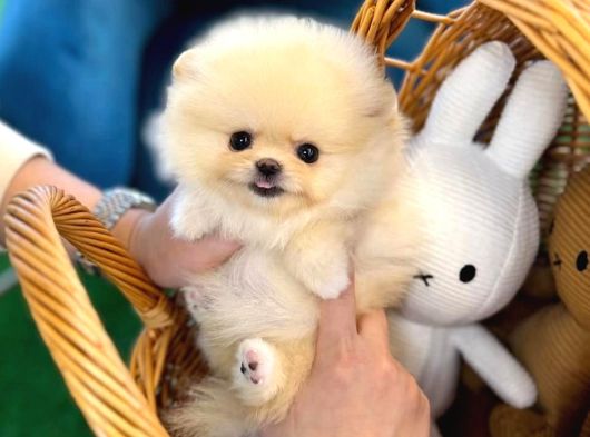 Türkiyenin En Güzel Pomeranian Yavruları