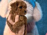 Bebek Toy Poodle Erkek