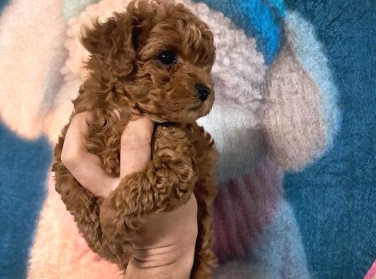 Bebek Toy Poodle Erkek görsel