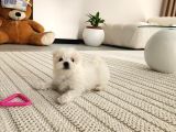Maltese 2 aylık pamuk yavrum