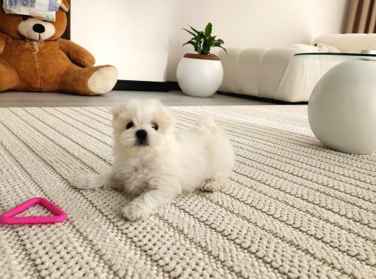 Maltese 2 Aylık Pamuk Yavrum