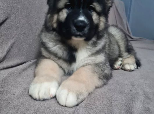 Dev Kafkas Çoban Yavrusu görsel
