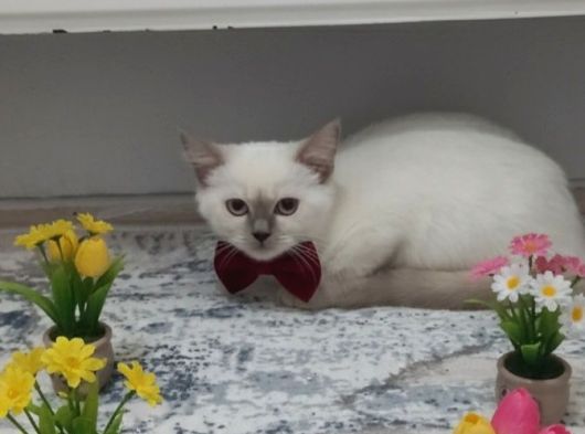 Güzelli̇k Yeni̇ Yuvasini Ariyor görsel
