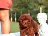 Elit Kan Hattı  Toy Poodle