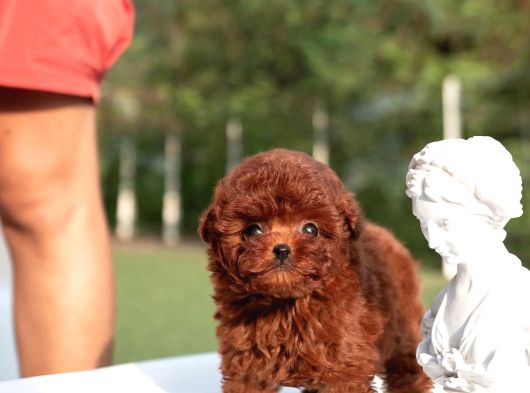 Elit Kan Hattı  Toy Poodle