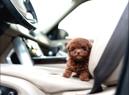Elit Kan Hattı  Toy Poodle görsel
