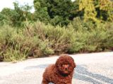 Elit Kan Hattı  Toy Poodle