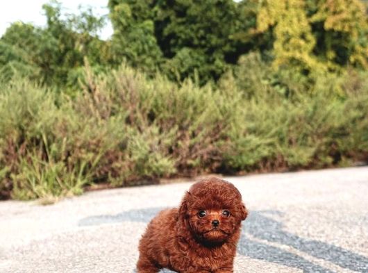 Elit Kan Hattı  Toy Poodle görsel