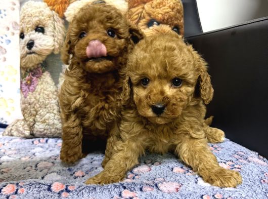 Safkan Kore Poodle Yavrularımız Yeni Yuvalarını Arıyor görsel