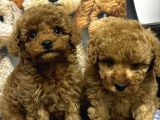 Safkan Kore Poodle Yavrularımız Yeni Yuvalarını Arıyor