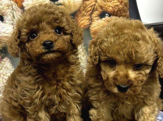 Safkan Kore Poodle Yavrularımız Yeni Yuvalarını Arıyor görsel
