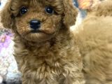 Safkan Kore Poodle Yavrularımız Yeni Yuvalarını Arıyor