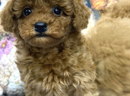 Safkan Kore Poodle Yavrularımız Yeni Yuvalarını Arıyor