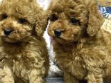Safkan Kore Poodle Yavrularımız Yeni Yuvalarını Arıyor