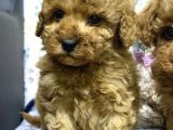 Safkan Kore Poodle Yavrularımız Yeni Yuvalarını Arıyor