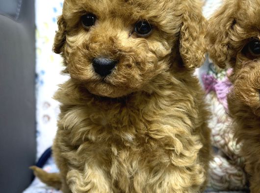Safkan Kore Poodle Yavrularımız Yeni Yuvalarını Arıyor görsel