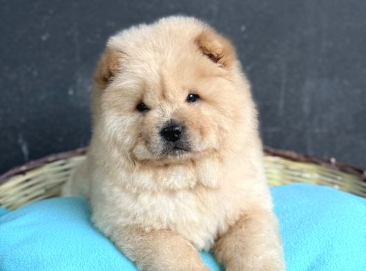 Ayi Surat Panda Yavrusu Gi̇bi̇ Çi̇n Aslani görsel