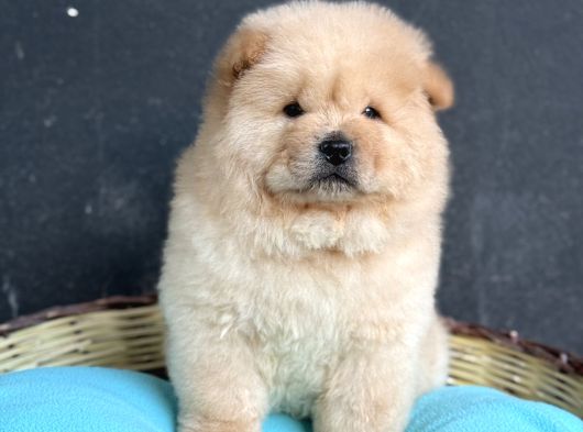Ayi Surat Panda Yavrusu Gi̇bi̇ Çi̇n Aslani görsel