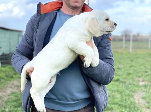 Şecereli Labrador Yavrular görsel
