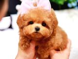 Maltipoo Yavrularım Sağlık Ve Irk Garantilidir