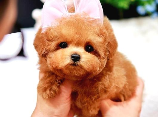 Maltipoo Yavrularım Sağlık Ve Irk Garantilidir
