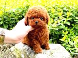 Teady Bear Kore Kani Toy Poodle Yavrularimiz