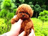 Teady Bear Kore Kani Toy Poodle Yavrularimiz