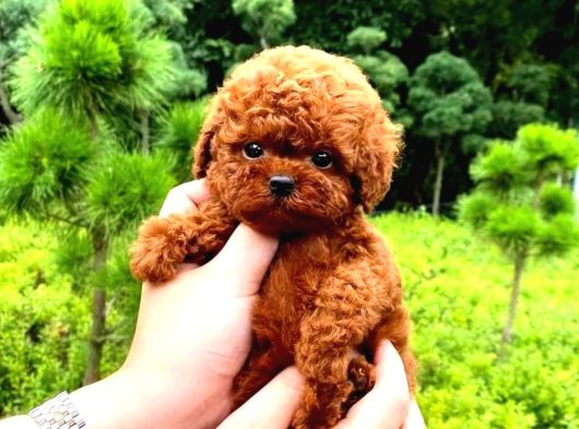 Teady Bear Kore Kani Toy Poodle Yavrularimiz görsel