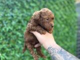 Kore poodle bebekler
