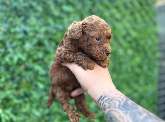 Kore Poodle Bebekler