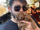 Kore Poodle Bebekler