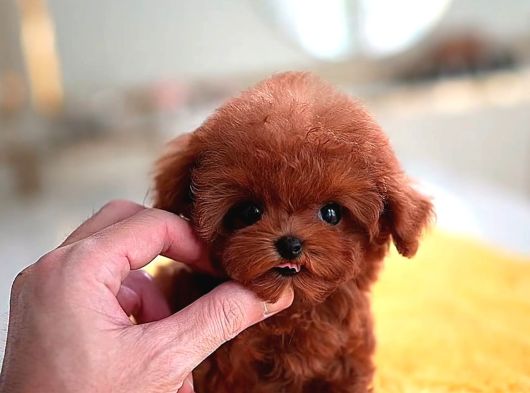 Harika Toy Poodle Yavrularimiz görsel