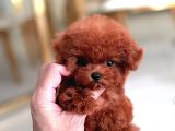 Harika Toy Poodle Yavrularimiz
