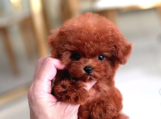 Harika Toy Poodle Yavrularimiz görsel
