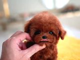 Harika Toy Poodle Yavrularimiz