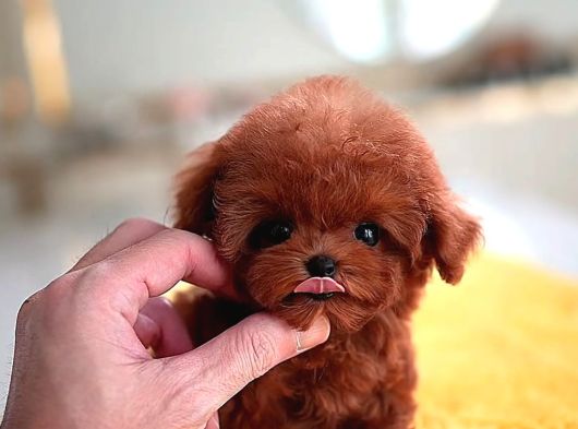 Harika Toy Poodle Yavrularimiz