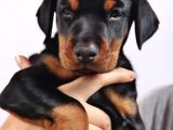 Erkek A Kalite Doberman Yavrumuz