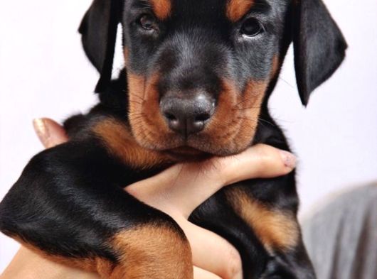 Erkek A Kalite Doberman Yavrumuz görsel