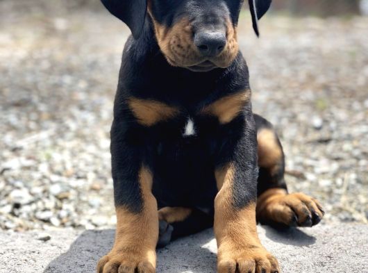 Erkek A Kalite Doberman Yavrumuz görsel
