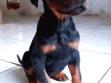 Erkek A Kalite Doberman Yavrumuz