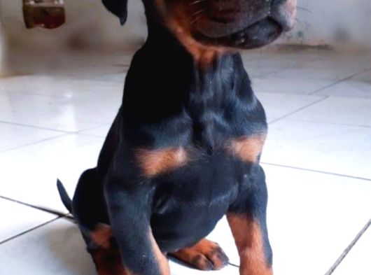 Erkek A Kalite Doberman Yavrumuz görsel