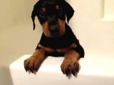 Erkek A Kalite Doberman Yavrumuz